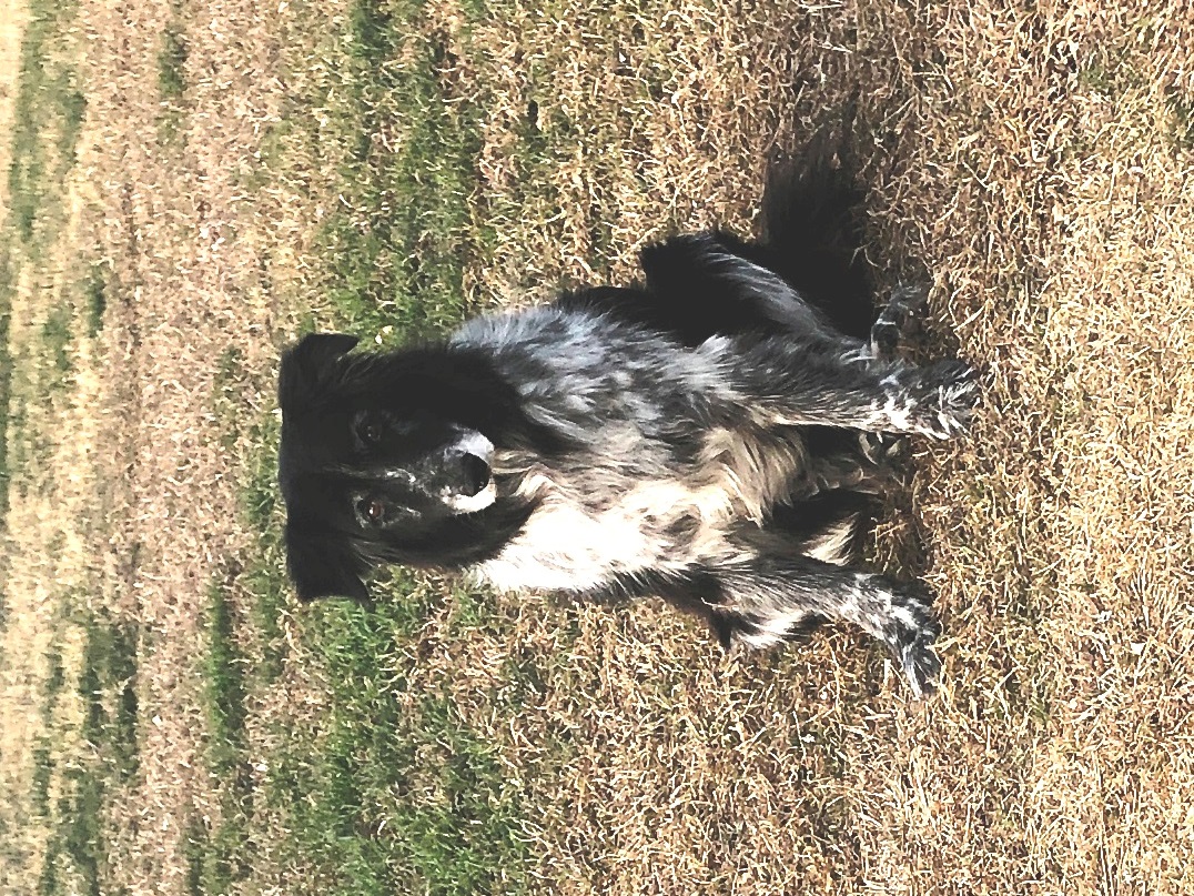 Bubbster