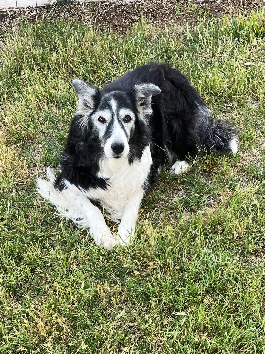 Miss Annie